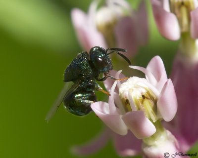 Perilampus species of Chalcid wasp