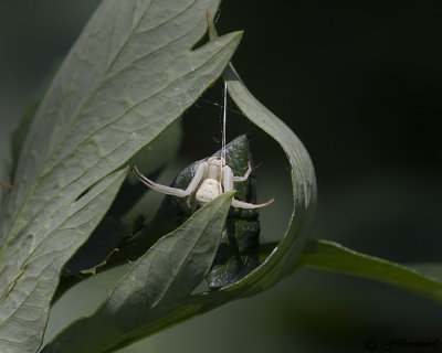 Crab Spider   Misumena