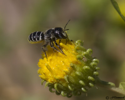Ashmeadiella bee on Grindelia columbiana