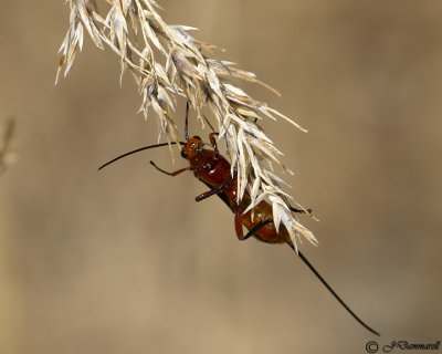 Braconid Wasp Female on Grass