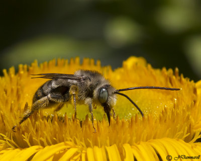 Long-horned Bee male  Melissodes