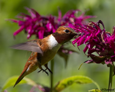Rufus Hummingbird on Bee Balm