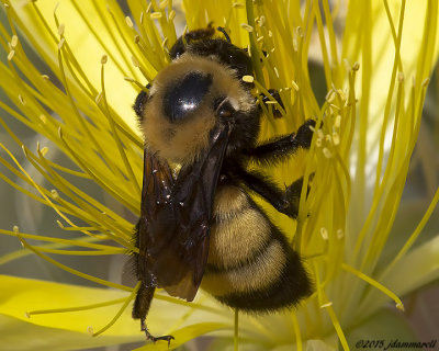 Nevada Bumble Bee  Bombus nevadensis on Mentzelia