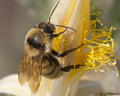 Yellow Bumble Bee  Bombus fervidus