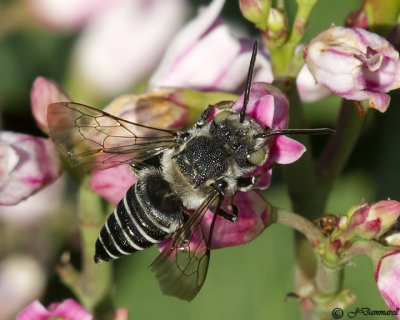Coelioxys bee female
