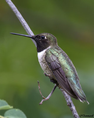 Black-chinned Hummingbird male