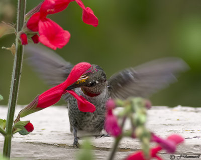 Anna's Hummingbird immature