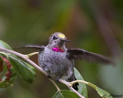 Anna's Hummingbird immature