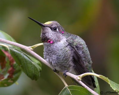 Anna's Hummingbird immature