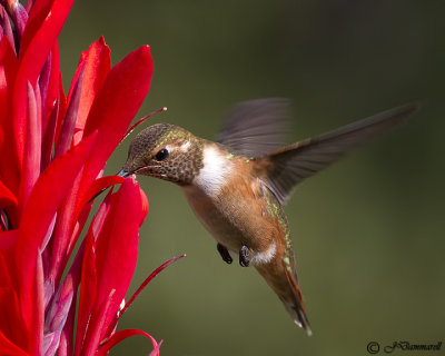 Rufus Hummingbird