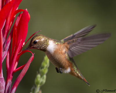 hummingbirds