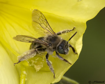 Melissodes Bee