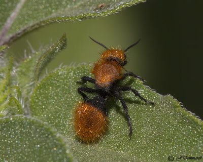 Velvet Ant Dasymutilla female