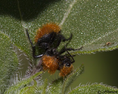 Velvet Ant  Dasymutilla female