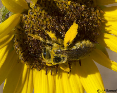 Diadasia Bee