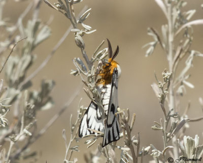 Hemileuca hera moth
