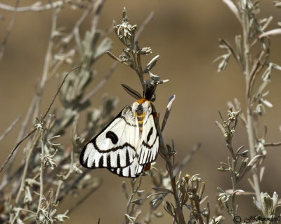 Hemileuca hera moth