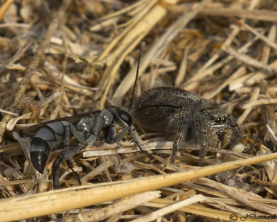 Aporinellus spider wasp