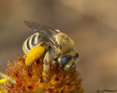 Melissodes Bee female