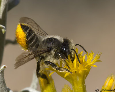 Megachile female