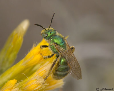 Agapostemon Bee female