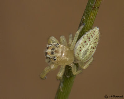 Phanias Jumping Spider juvenile