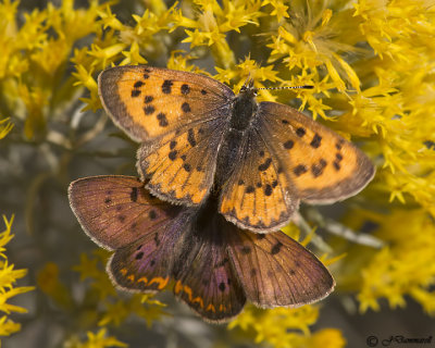Purplish Copper pair  Lycaena helloides