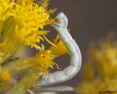 Geometridae Looper Caterpillar