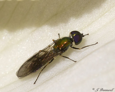 Soldier Fly  subf Sarginae