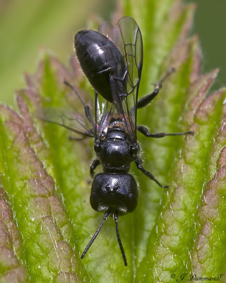 Pemphredon Aphid Wasp