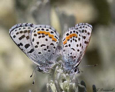 Square-spotted Blue pair  Euphilotes battoides