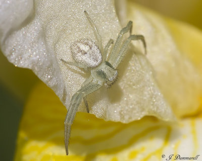 Mecaphesa Crab Spider
