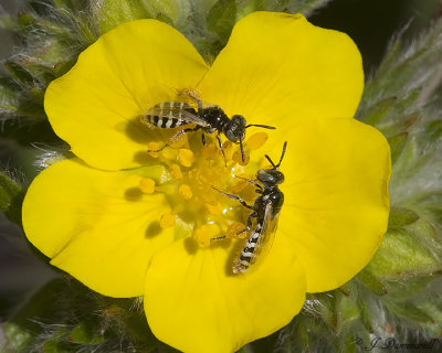 Perdita or Calliopsis