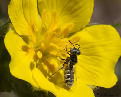 Perdita or Calliopsis