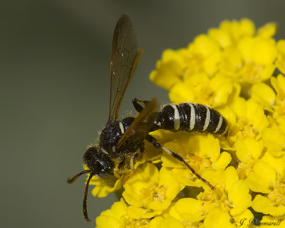 Cerceris Weevil Wasp