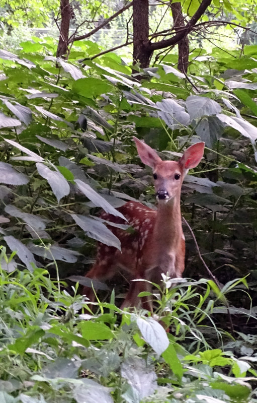 Brighteye's new fawn