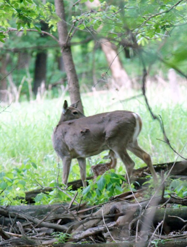 Floidee's fawn