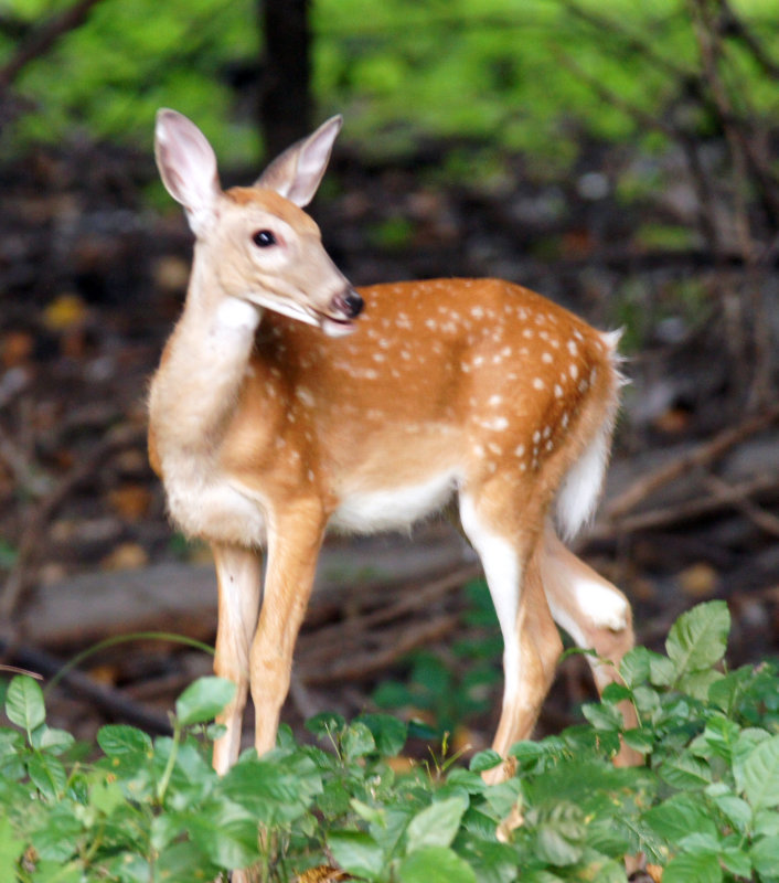 Floidee's 2018 fawn