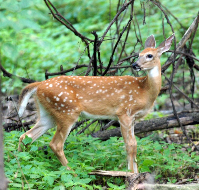 Gary's 2018 fawn