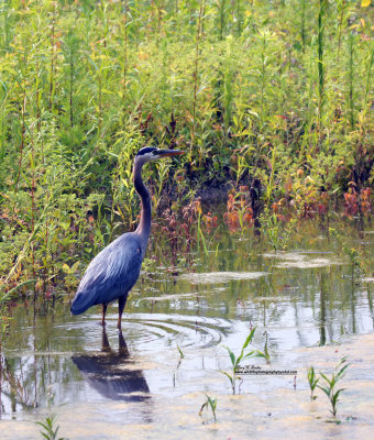 Waterfowl