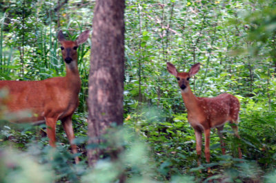 fawns