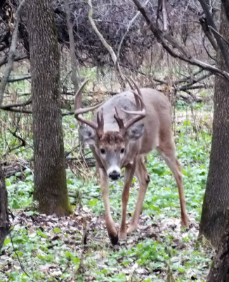 Whitetail