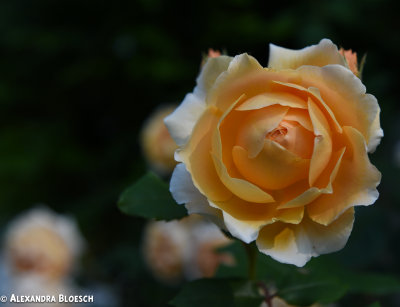 Crown Princess Margareta