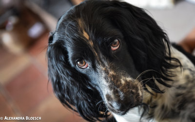 Spaniel Eyes