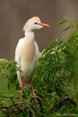 _DSC2154 copie.jpg