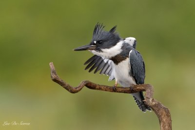 _DSC1093 copie.jpg