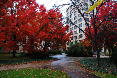 Penn State Campus Autumn (15).JPG