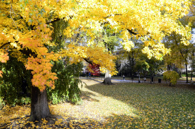 Penn State Campus Autumn (41).JPG