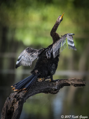 Anhinga 2.jpg