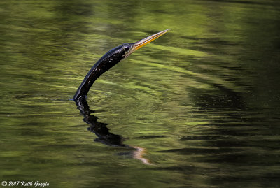 Anhinga 3.jpg